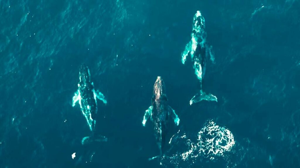 docker swarm image of whales